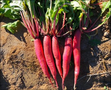 700 Pcs fruit Radish Seeds | Red Radishes Vegetable Seed