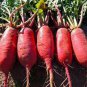 700 Pcs fruit Radish Seeds | Red Radishes Vegetable Seed