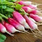 800 Pcs big Radish Seeds | Red White Long Radishes Vegetable Seed