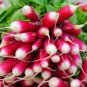 800 Pcs big Radish Seeds | Red White Long Radishes Vegetable Seed
