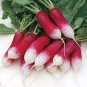 800 Pcs big Radish Seeds | Red White Long Radishes Vegetable Seed