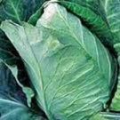400 Pcs CABBAGE SEED, EARLY JERSEY WAKEFIELD, HEIRLOOM, ORGANIC, NON GMO 400 Pcs CABBAGE SEED, EARLY JERSEY WAKEFIELD, HEIRLOOM, ORGANIC, NON GMO