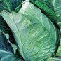 400 Pcs CABBAGE SEED, EARLY JERSEY WAKEFIELD, HEIRLOOM, ORGANIC, NON GMO