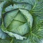 400 Pcs CABBAGE SEED, EARLY JERSEY WAKEFIELD, HEIRLOOM, ORGANIC, NON GMO