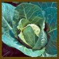 400 Pcs CABBAGE SEED, EARLY JERSEY WAKEFIELD, HEIRLOOM, ORGANIC, NON GMO
