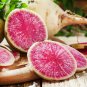 400 Pcs Watermelon Radish Seeds, NON-GMO, Chinese Heirloom