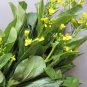 1200 Pcs Chinese mustard ercai baby mustard Seeds
