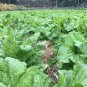 1200 Pcs Chinese mustard ercai baby mustard Seeds