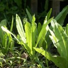 2500 Pcs Chinese leaf lettuce Sword pointed lettuce A Choy