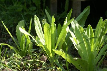 2500 Pcs Chinese leaf lettuce Sword pointed lettuce A Choy