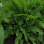 2500 Pcs Chinese leaf lettuce Sword pointed lettuce A Choy