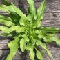 2500 Pcs Chinese leaf lettuce Sword pointed lettuce A Choy