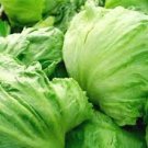 1000 Pcs Iceberg Lettuce Head Seeds, Garden Salads