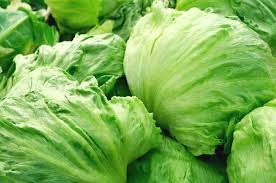 1000 Pcs Iceberg Lettuce Head Seeds, Garden Salads