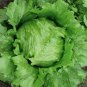 1000 Pcs Iceberg Lettuce Head Seeds, Garden Salads