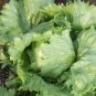 1000 Pcs Iceberg Lettuce Head Seeds, Garden Salads