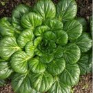 3500 Pcs Vegetable seed Asian Home Garden Vegetable Fresh 3500 Pcs Vegetable seed Asian Home Garden Vegetable Fresh
