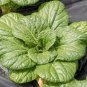 3500 Pcs Vegetable seed Asian Home Garden Vegetable Fresh