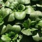 3500 Pcs Vegetable seed Asian Home Garden Vegetable Fresh