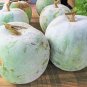100 Pcs Wax Gourd Seeds White Ash Gourd Winter Melon Dong Gua