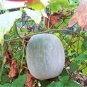 100 Pcs Wax Gourd Seeds White Ash Gourd Winter Melon Dong Gua