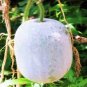 100 Pcs Wax Gourd Seeds White Ash Gourd Winter Melon Dong Gua