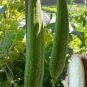 30 Pcs Luffa Gourd, Sponge Loofa Or Patola Seeds