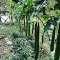 30 Pcs Luffa Gourd, Sponge Loofa Or Patola Seeds