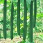 30 Pcs Luffa Gourd, Sponge Loofa Or Patola Seeds