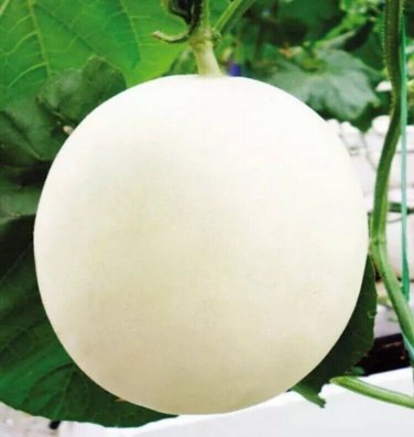 200 Pcs White Muskmelon Seeds Sugar Jar Melon Delicious Fruit Garden Seeds
