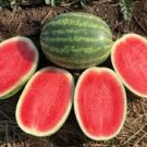 25 Pcs Watermelon Seeds