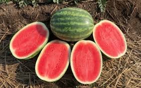 25 Pcs Watermelon Seeds