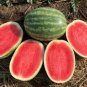 25 Pcs Watermelon Seeds