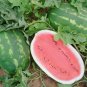 25 Pcs Watermelon Seeds