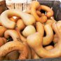 40 Pcs Long pumpkin seeds winter curved-necked pumpkin seeds