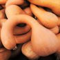 40 Pcs Long pumpkin seeds winter curved-necked pumpkin seeds