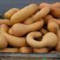 40 Pcs Long pumpkin seeds winter curved-necked pumpkin seeds