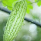 15 Pcs Chinese Bitter Melon Gourd (Momordica Charantia) Organic Heirloom