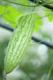 15 Pcs Chinese Bitter Melon Gourd (Momordica Charantia) Organic Heirloom