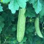 15 Pcs Chinese Bitter Melon Gourd (Momordica Charantia) Organic Heirloom