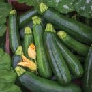 25 Pcs Summer Zucchini Squash Seeds