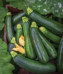 25 Pcs Summer Zucchini Squash Seeds