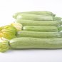 25 Pcs Summer Zucchini Squash Seeds