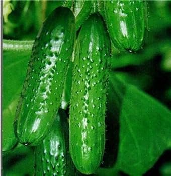 35 Pcs Vegetables Seeds Garden Plants