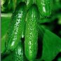 35 Pcs Vegetables Seeds Garden Plants
