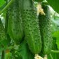 35 Pcs Vegetables Seeds Garden Plants