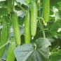 35 Pcs Vegetables Seeds Garden Plants
