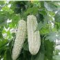 20 Pcs Momordica White Balsam Pear Organic Vegetables