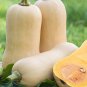 40 Pcs Long Pumpkin Seeds Winter Crookneck Squash Sweet pumpkin garden seeds