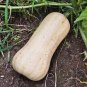 40 Pcs Long Pumpkin Seeds Winter Crookneck Squash Sweet pumpkin garden seeds